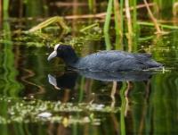 thumb_Andean Coot